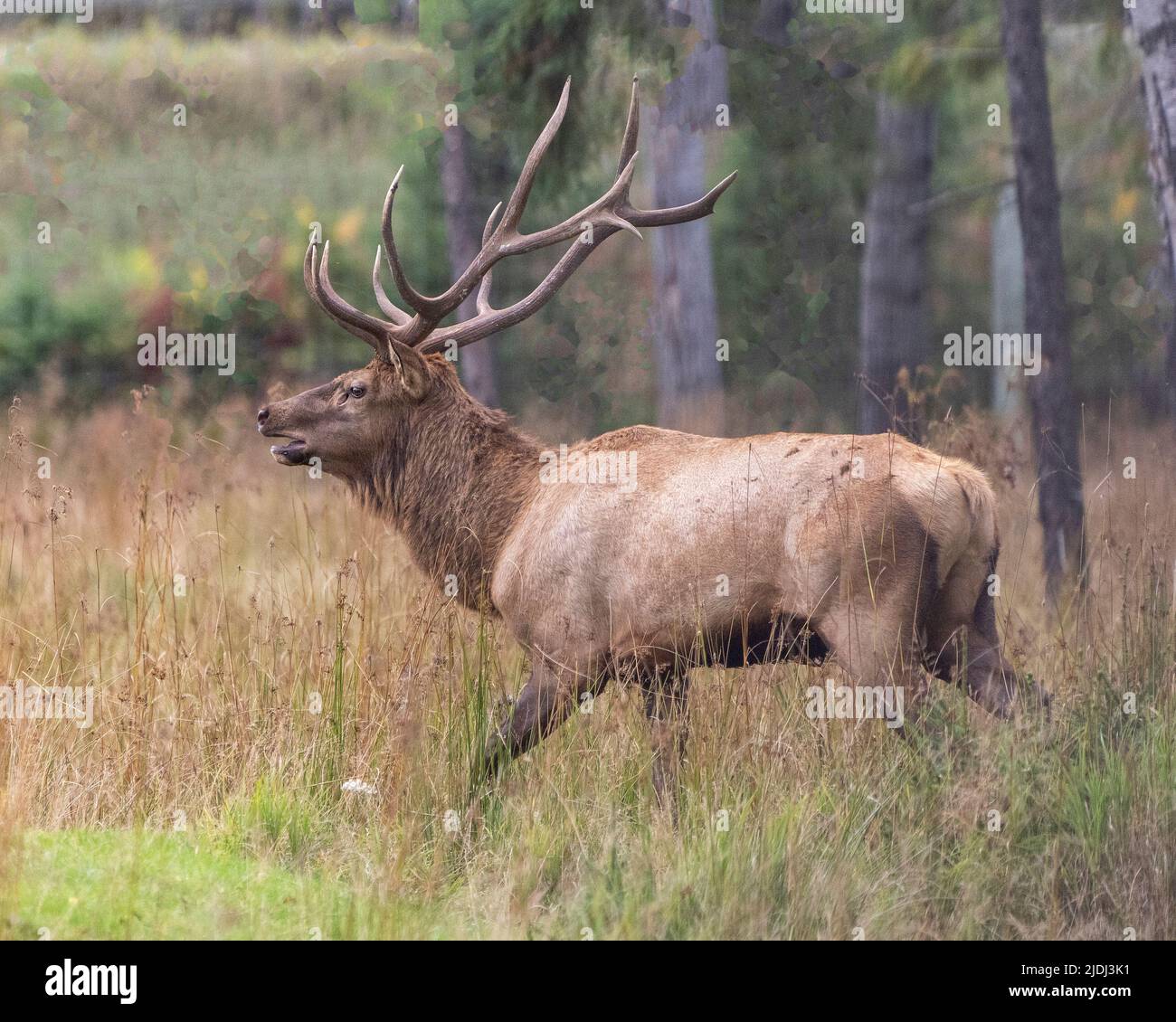 Vue en gros plan mâle wapiti dans la forêt avec un arrière-plan de forêt flou et des bois et un manteau de fourrure marron et une bouche ouverte dans son environnement Banque D'Images