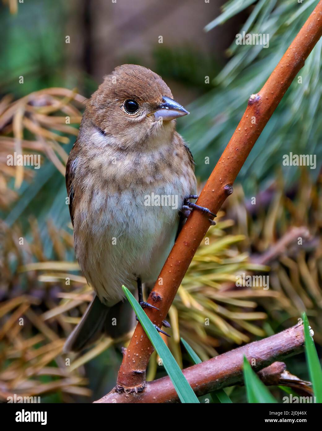 Bruant de près perché sur une branche avec un arrière-plan de conifères flou dans son environnement et son habitat environnant. Conifères. Banque D'Images