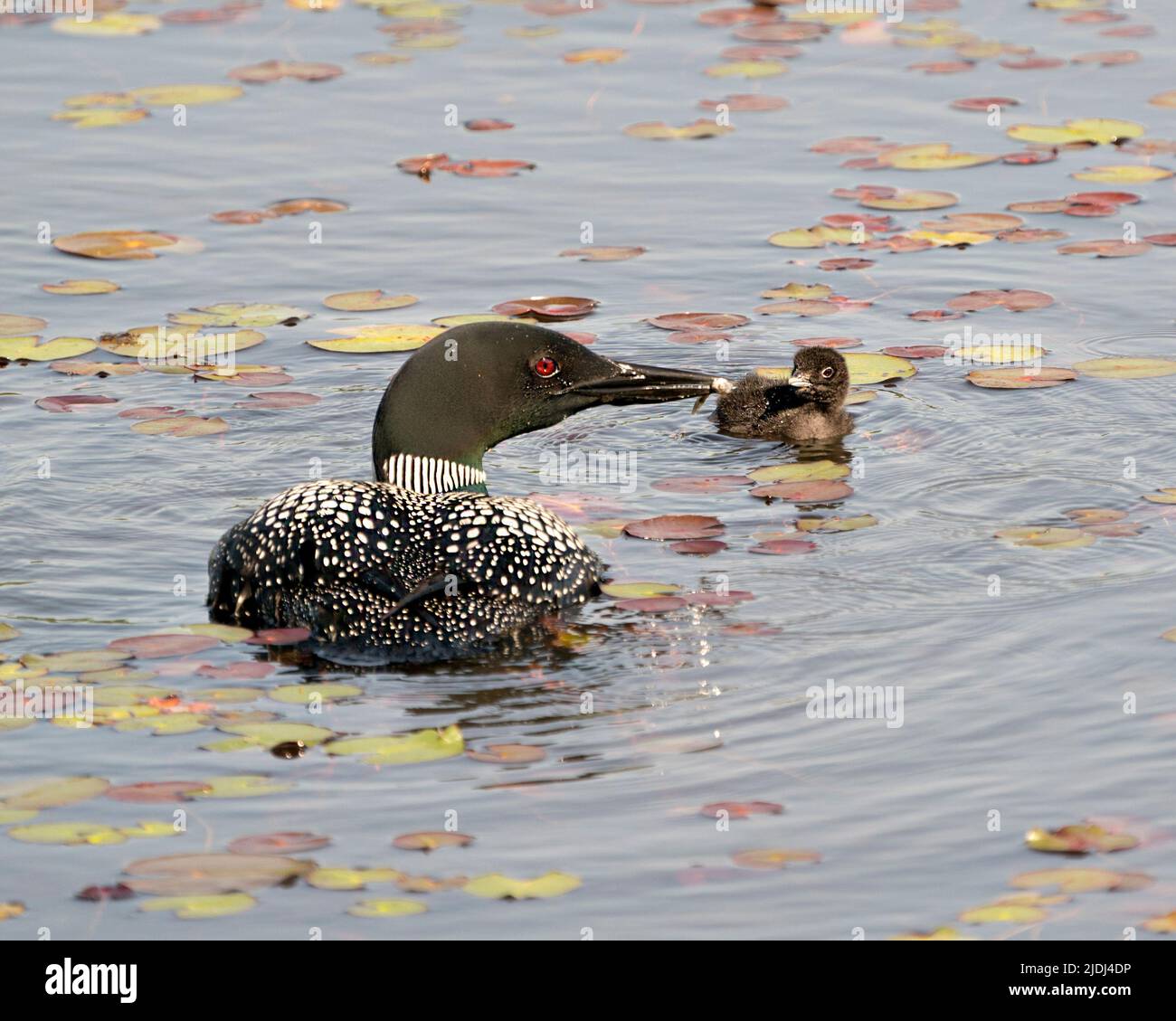 Le Loon commun et le huard à poussins nageant dans l'étang et célébrant la nouvelle vie avec des coussins de nénuphars dans leur environnement et leur habitat environnant. Loon Banque D'Images