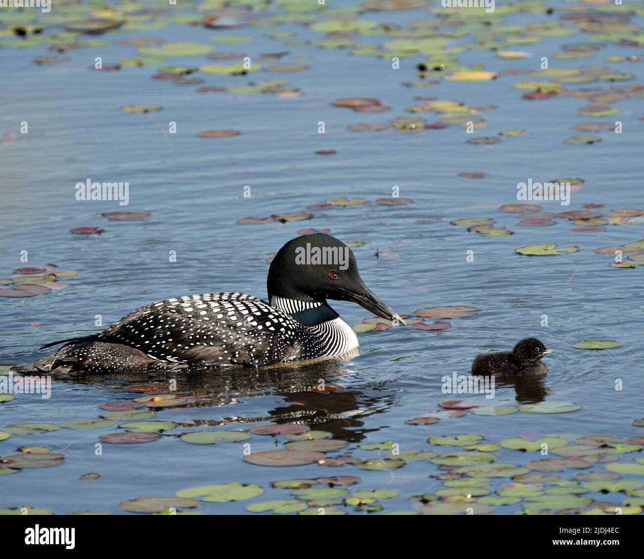 Le Loon commun et le huard à poussins nageant dans l'étang et célébrant la nouvelle vie avec des coussins de nénuphars dans leur environnement et leur habitat environnant. Loon Banque D'Images