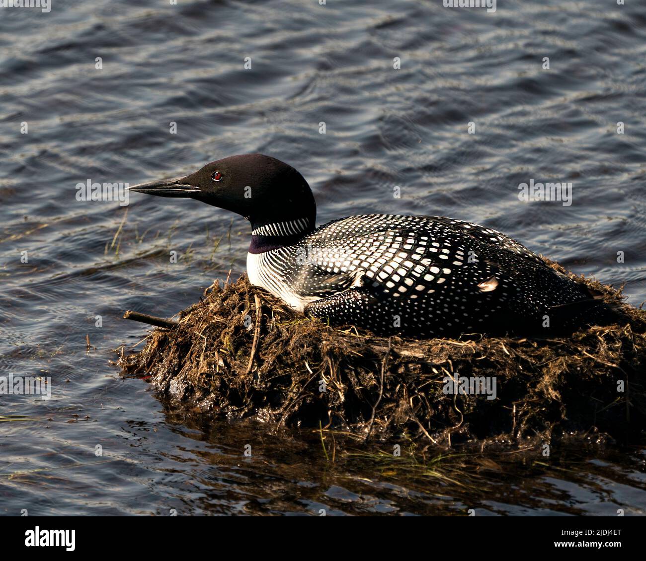 Loon nichant et protégeant les oeufs de couvain dans son environnement et son habitat avec un fond bleu flou. Image Loon Nest. Banque D'Images Loon nichant et protégeant les oeufs de couvain dans son environnement et son habitat avec un fond bleu flou. Image Loon Nest. Banque D'Images