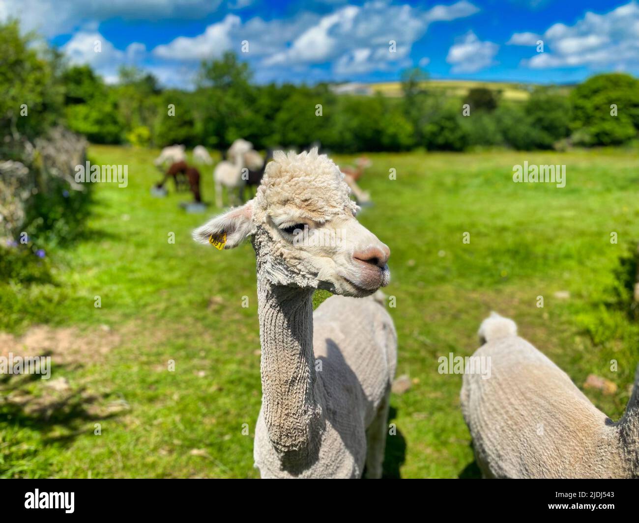 Alpaga's dans une ferme de Cornwall Banque D'Images