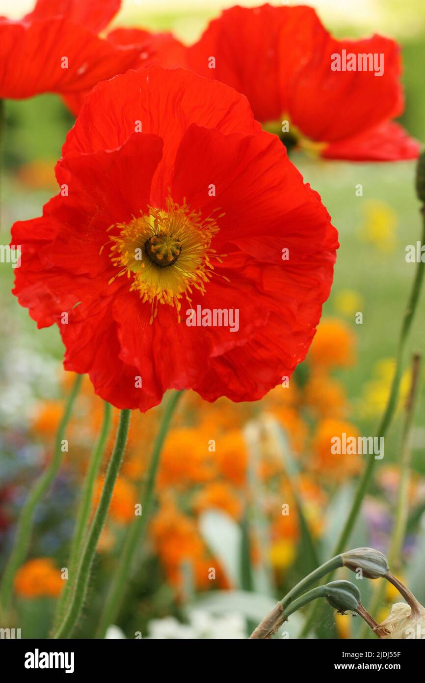 Allemagne, Bavière, Franconie, Würzburg. Jardin de la résidence. Des fleurs de pavot rouge géantes poussent dans un jardin à côté. Vue à angle bas. Gros plan Banque D'Images