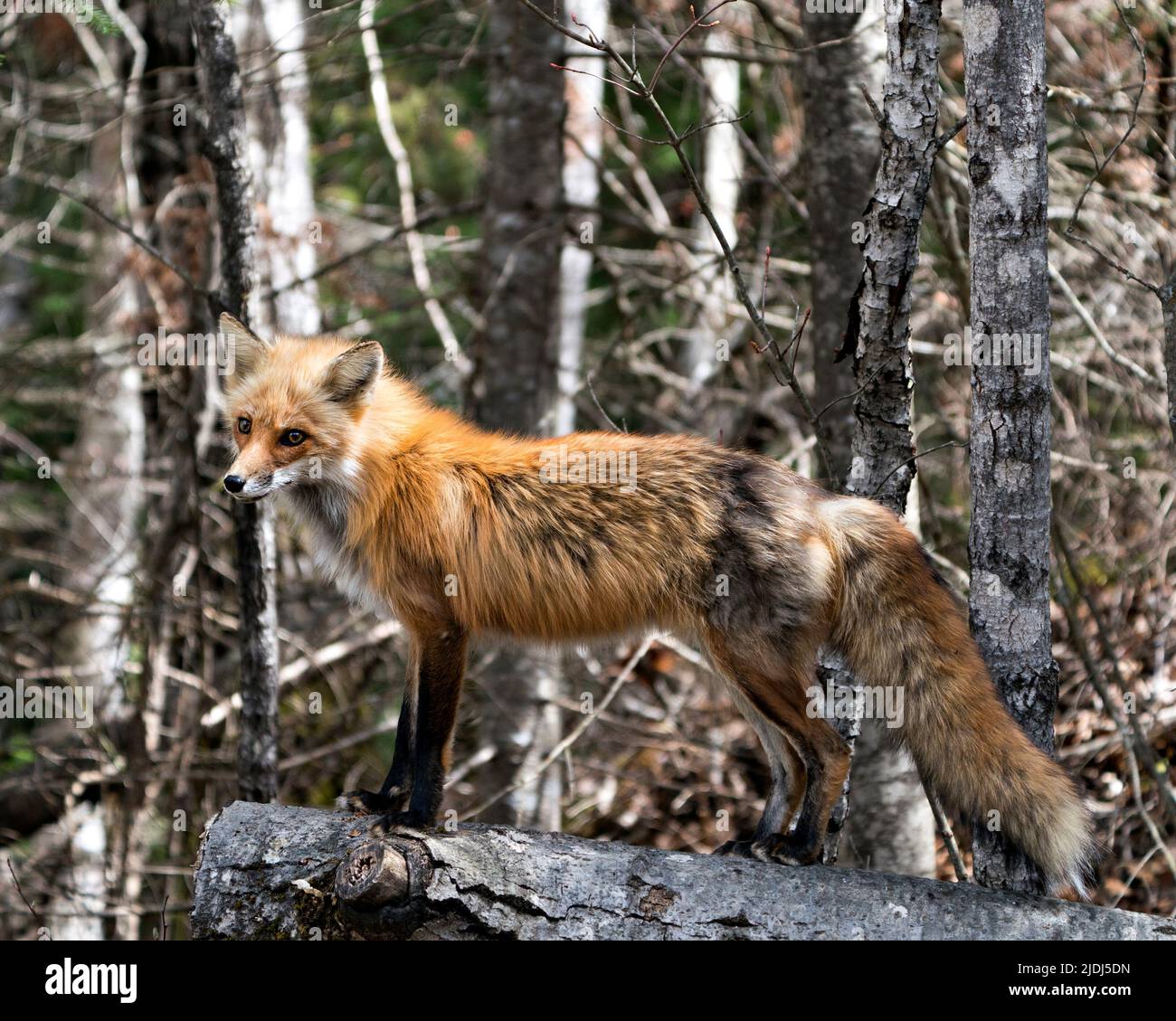 Renard rouge debout sur une bûche avec un arrière-plan de forêt flou et appréciant son environnement et son habitat. Fox image. Image. Portrait. Banque D'Images