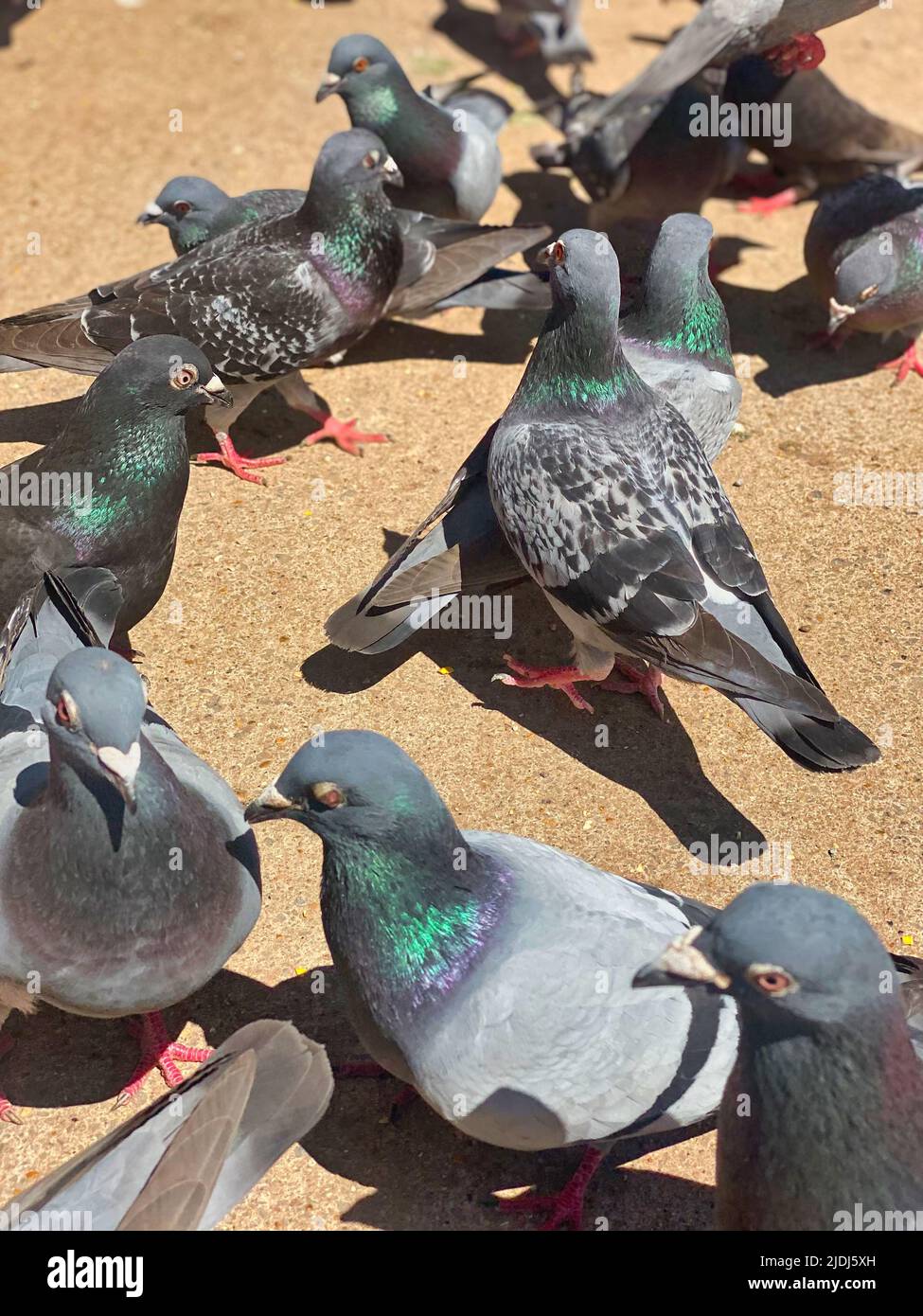 Pigeons britanniques sur une chaussée Banque D'Images