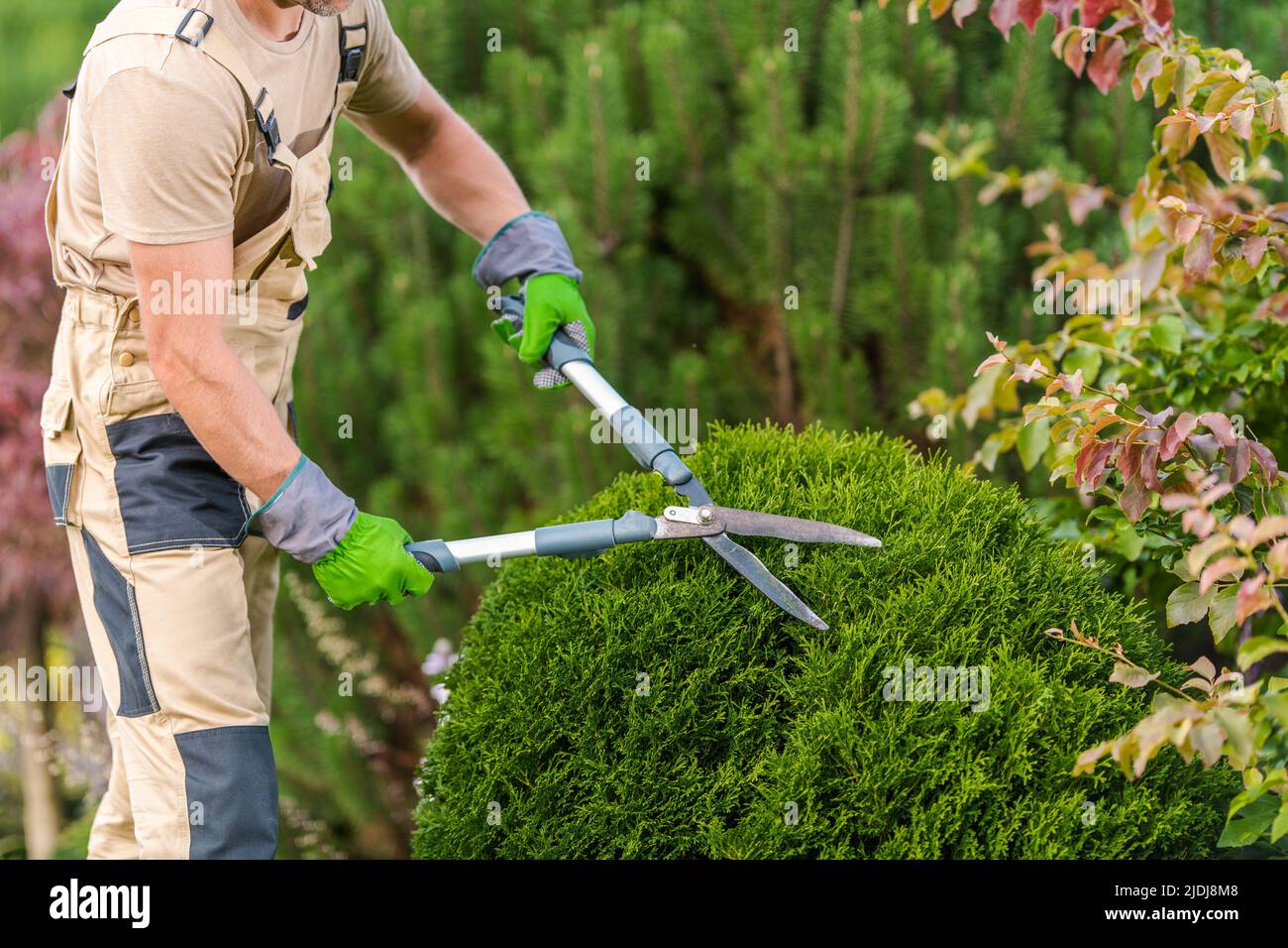 Travaux d'entretien du jardin. Jardinier caucasien masculin prenant soin des arbustes apparence en utilisant des ciseaux de jardin professionnels Banque D'Images
