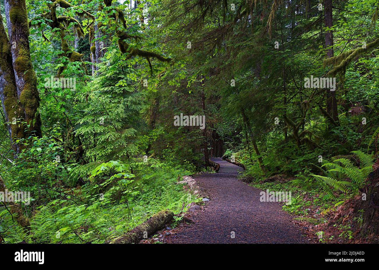 Sentier Big Creek Loop Banque D'Images