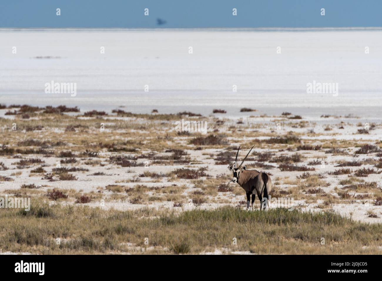 Oryx debout dans le pan d'Etosha Banque D'Images