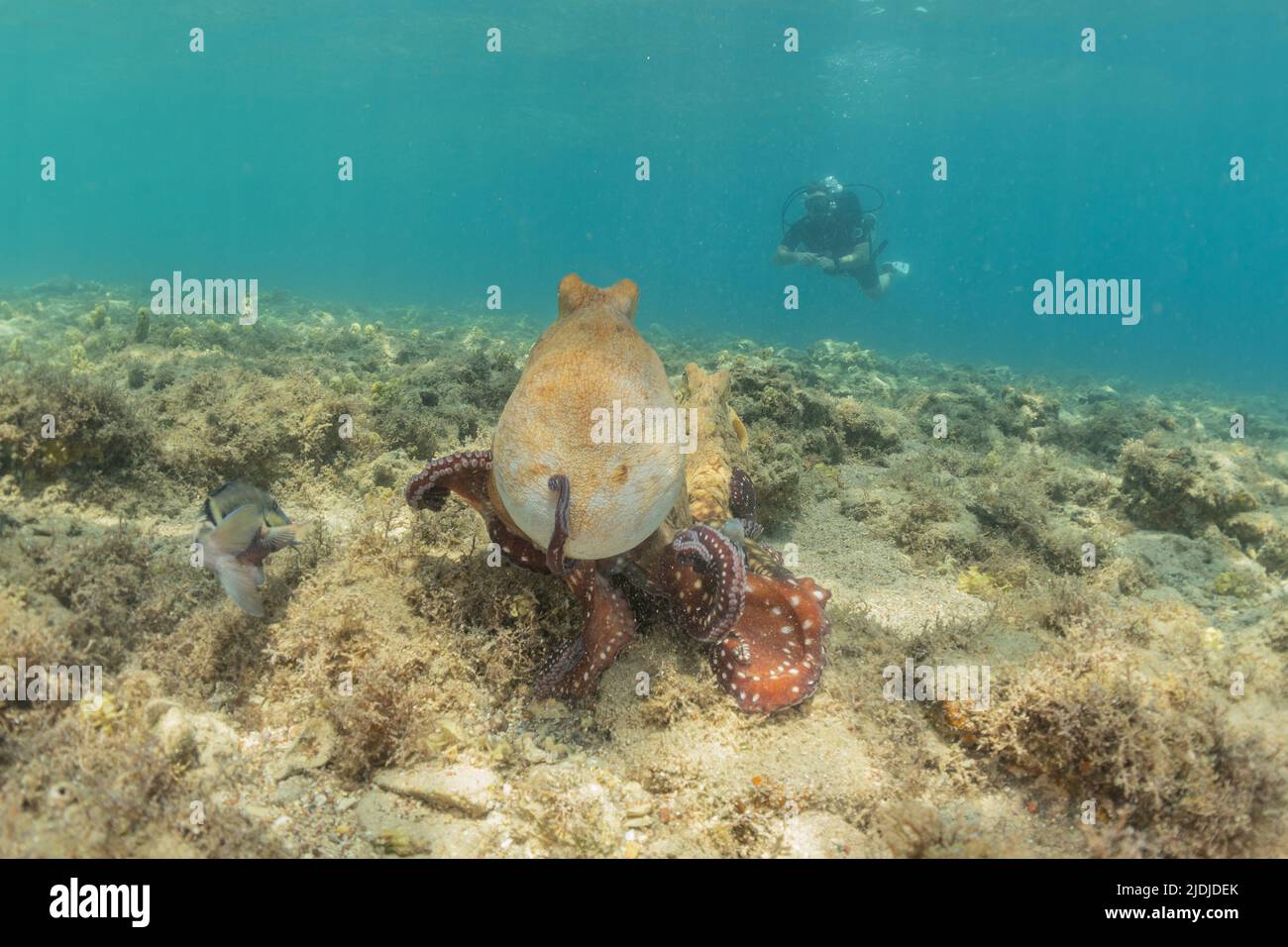 Poulpe, roi du camouflage dans la mer Rouge, Eilat Israël Banque D'Images