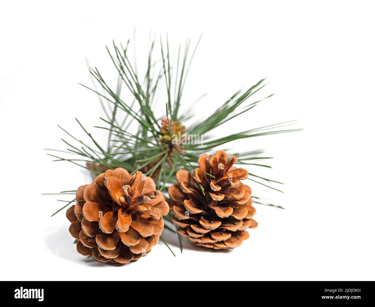 Des cônes de pin sur fond blanc en gros plan Banque D'Images