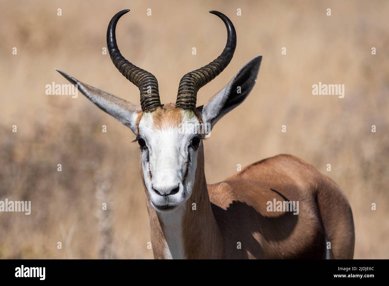 Portrait de Springbok dans le parc national d'Etosha en Namibie en Afrique Banque D'Images