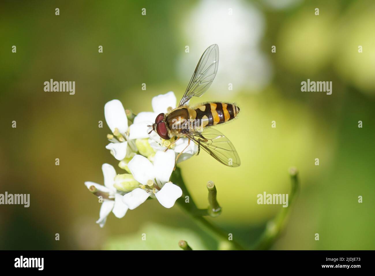 L'aéroglisseur mâle Syrphus, peut-être Syrphus vitripennis, famille des Syrphidés sur des fleurs blanches floues de moutarde à l'ail (Alliaria petiolata). Juin, jardin délavé Banque D'Images