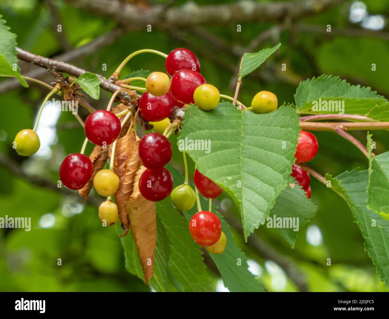 Fruit d'une cerise sauvage (Prunus avium) également connu sous le nom de cerise douce, de gean ou de cerise d'oiseau avec des fruits dans différents États de maturité Banque D'Images