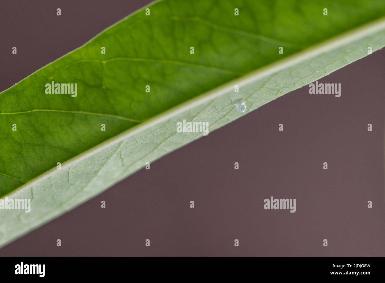 Coquille d'œuf vide d'un papillon monarque - danaus plexippus sur une feuille de lamped (asclepias) Banque D'Images