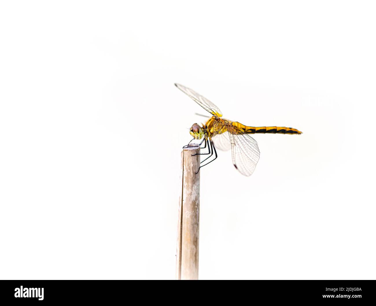 Gros plan (macro) d'une libellule reposant sur un bâton - fond blanc pur Banque D'Images