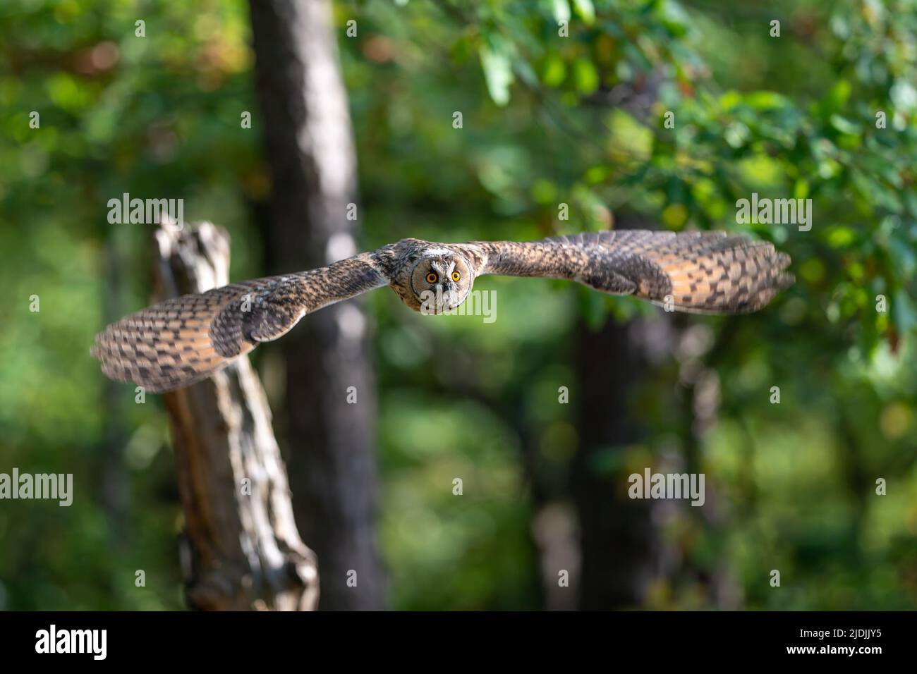 Hibou à longues oreilles volant dans la forêt verte. ASIO otus Banque D'Images