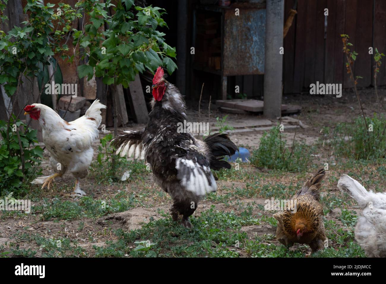 Rooster étend ses ailes. Aire de répartition libre des coq et des poulets. Poulets d'arrière-cour Banque D'Images