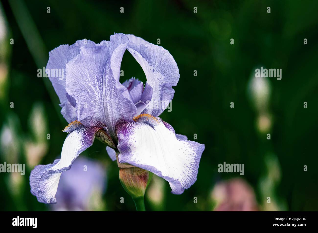 Gros plan des fleurs de l'iris violet. Beaucoup d'iris. Grandes fleurs cultivées de l'iris barbu Iris germanica. Les fleurs de l'iris violet rose poussent dans le jardin. Banque D'Images