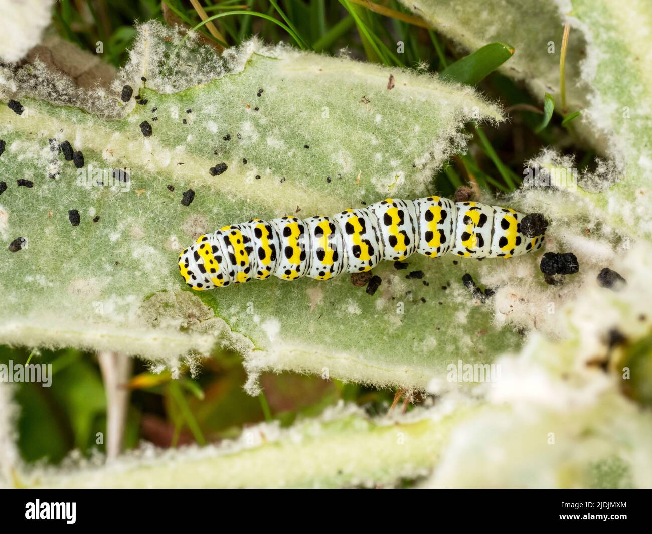 Mullein Moth, caterpillar, Cuculllia verbasci sur l'île de Walney, Cumbria, Royaume-Uni. Banque D'Images