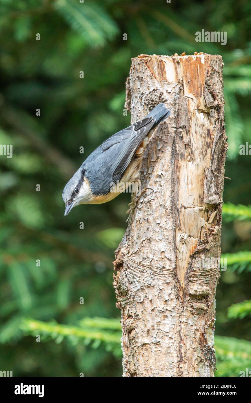 Gros plan d'un Nuthatch, Sitta europaea, avec un plumage gris et des plumes beiges du ventre sur le dos, une gorge et des joues blanches et un beau noir continu Banque D'Images