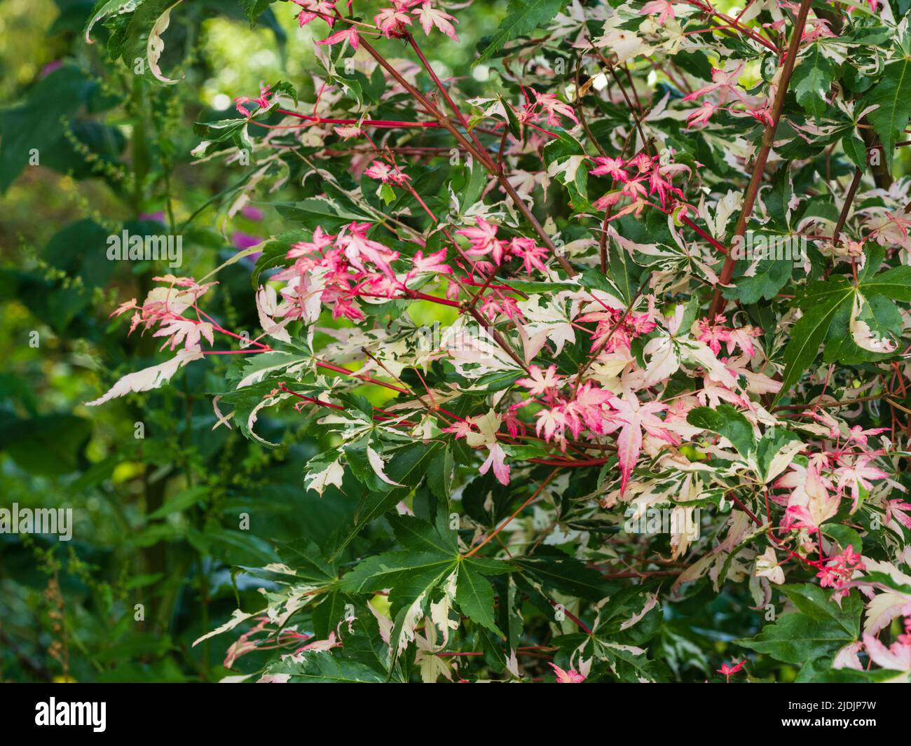 Variété rose blanche et verte sur le feuillage nouvellement émergé de l'érable japonais, Acer palmatum 'Orido Nishiki' Banque D'Images