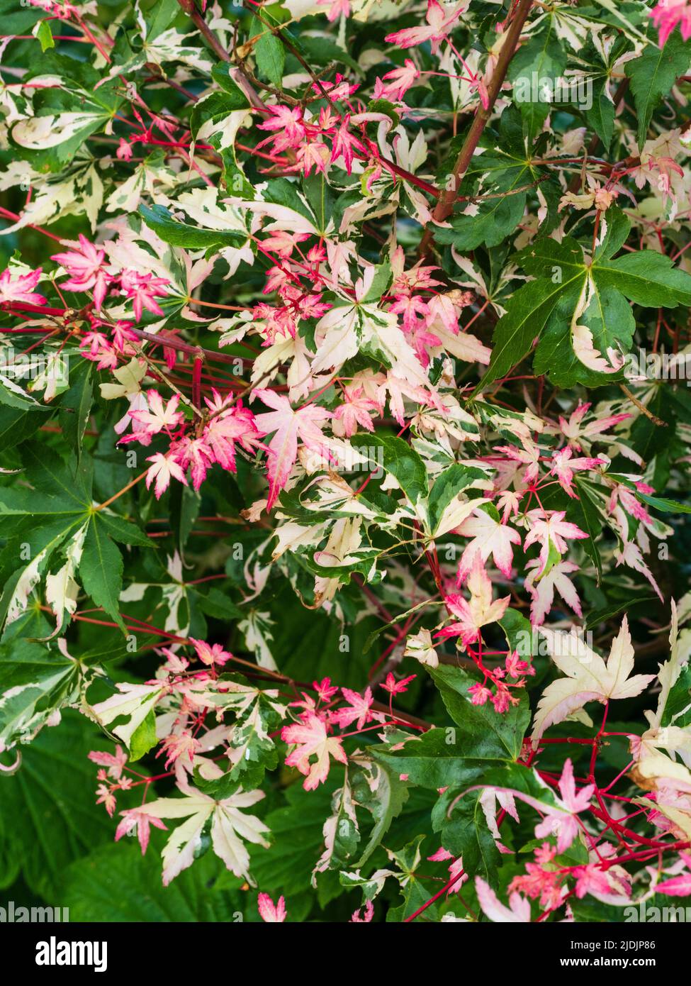 Variété rose blanche et verte sur le feuillage nouvellement émergé de l'érable japonais, Acer palmatum 'Orido Nishiki' Banque D'Images