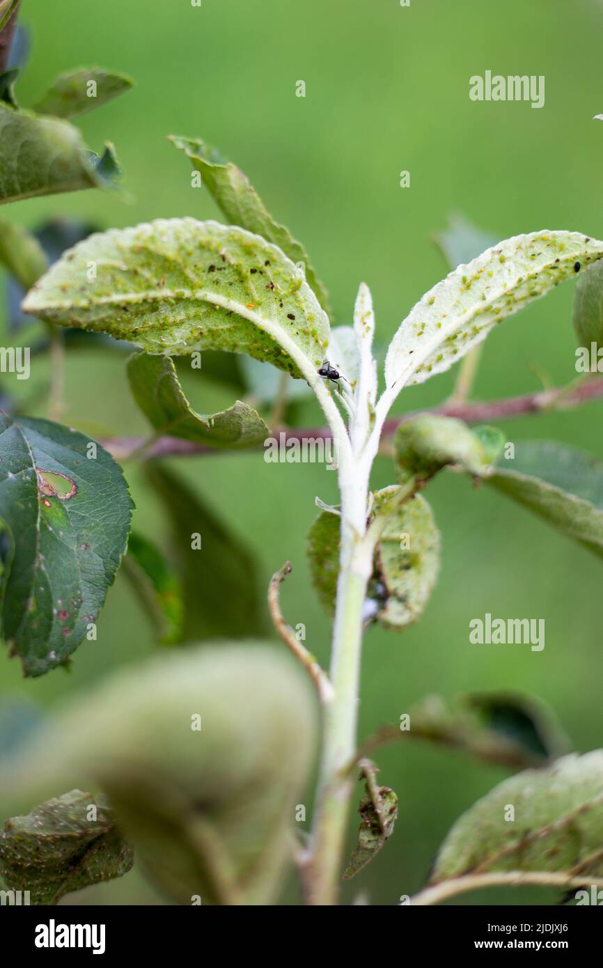 Les fourmis gravent les pucerons sur une jeune branche d'un arbre fruitier. Lutte contre les ravageurs des jardins. Mise au point sélective. Banque D'Images