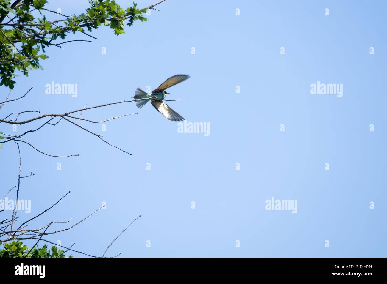 European Bee eater (Merops apiaster) sur une branche sèche. Il suit les abeilles de ces branches et attrape les abeilles volantes Banque D'Images