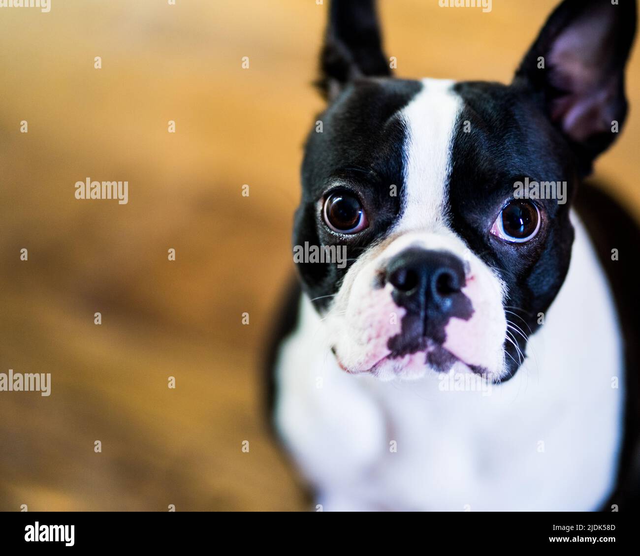 Boston Terrier Puppy Banque D'Images
