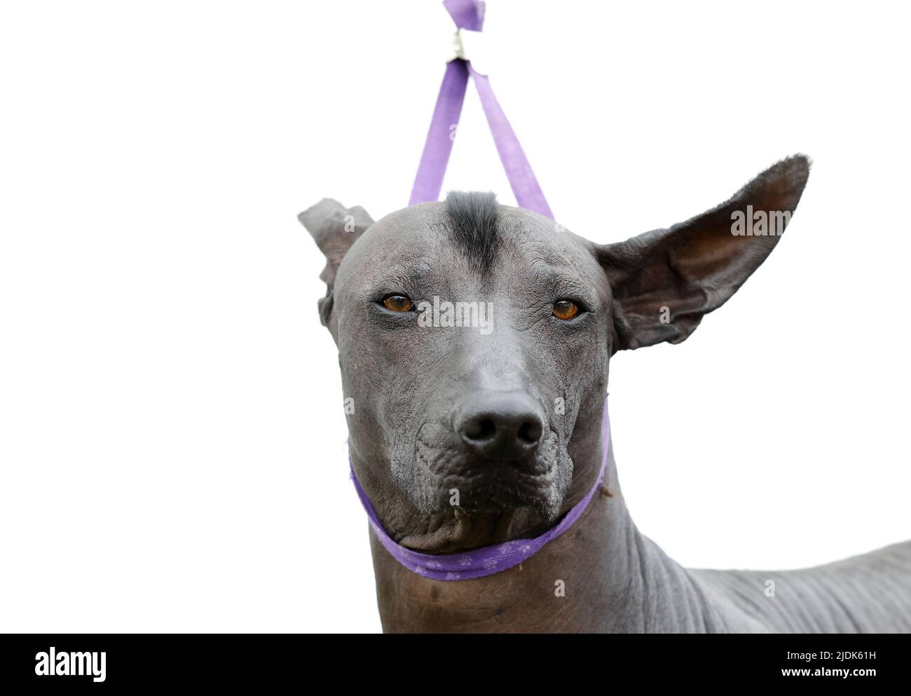 New York, États-Unis. 21st juin 2022. Abby le Xoloitzcuintle est préparé lors du spectacle canin annuel 146th du club de chenil de Westminster au manoir de Lyndhurst à Tarrytown, New York, mardi, 21 juin 2022. Photo de John Angelillo/UPI crédit: UPI/Alay Live News Banque D'Images