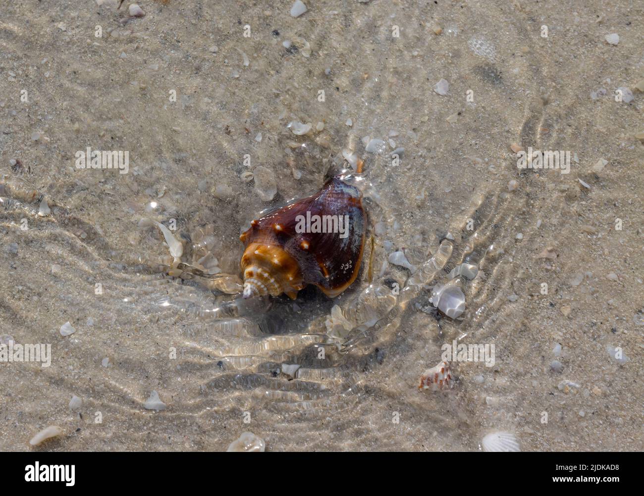 Florida Fighting Conch (Strombus alatus) dans les eaux claires de Tigertail Beach, Marco Island, Floride, États-Unis Banque D'Images