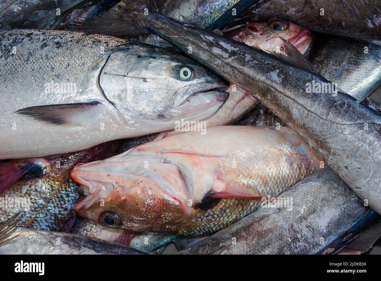 Un regard sur la vie en Nouvelle-Zélande: Pêche commerciale: Espèces de poissons: Chalutage en haute mer. Banque D'Images