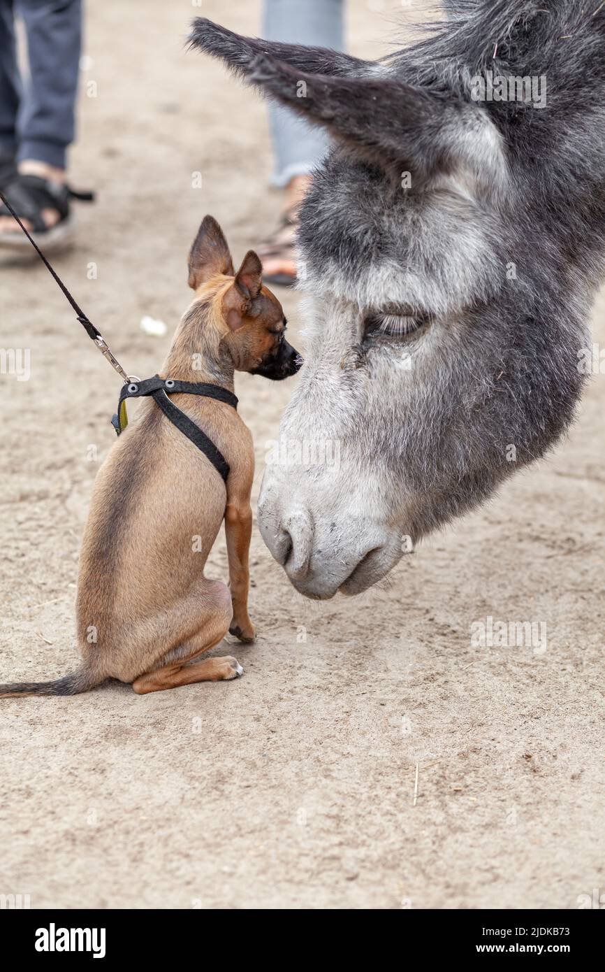 Un petit chien brun se fait connaître et embrasser un âne gris dans une ferme d'ânes. Gros plan. Chien terrier jouet. La vie rurale avec les animaux. Banque D'Images