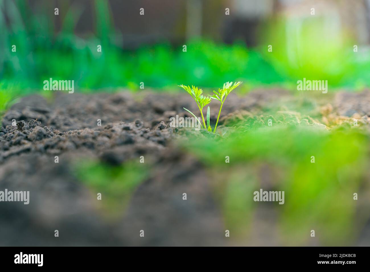 Les feuilles vertes d'une jeune carotte poussent de près dans un lit de jardin Banque D'Images