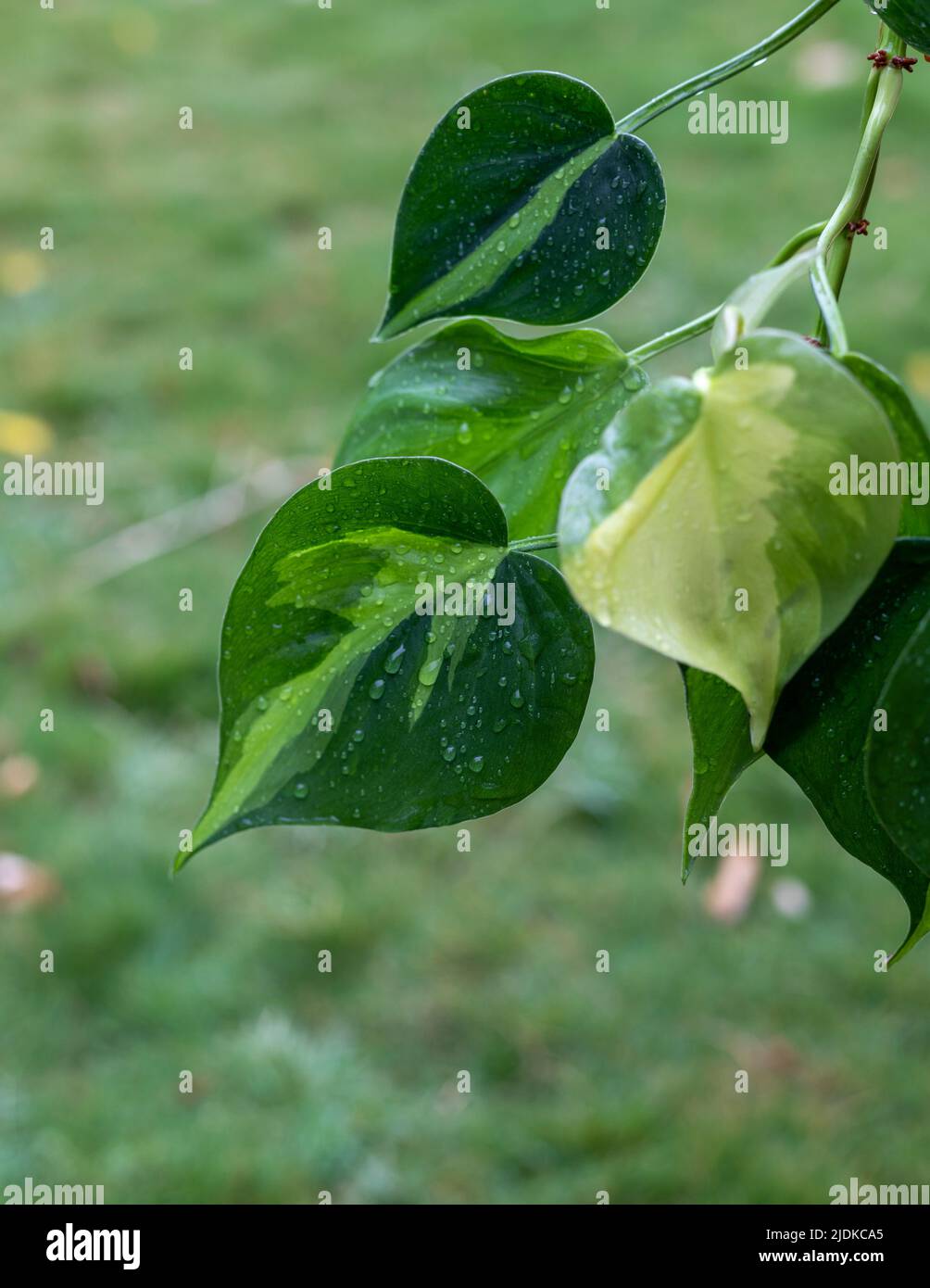 Philodendron brasil a variégé des feuilles avec des gouttes de pluie Banque D'Images