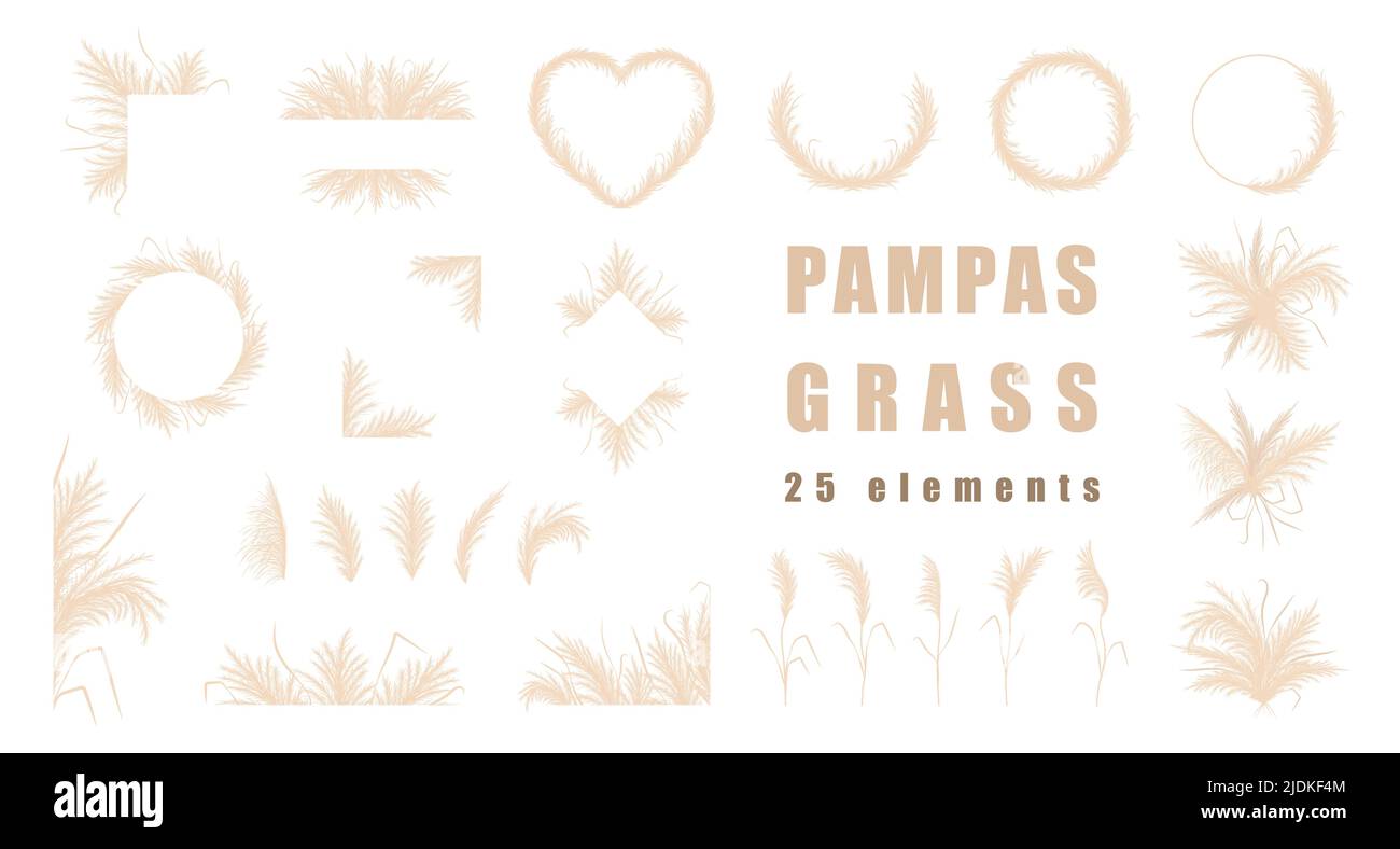 Collection d'herbe de Pampas. Ensemble de bouquets de mariage, cadre et bordures. Vector cortaderia en style boho isolé sur blanc. Éléments de design tendance pour Illustration de Vecteur