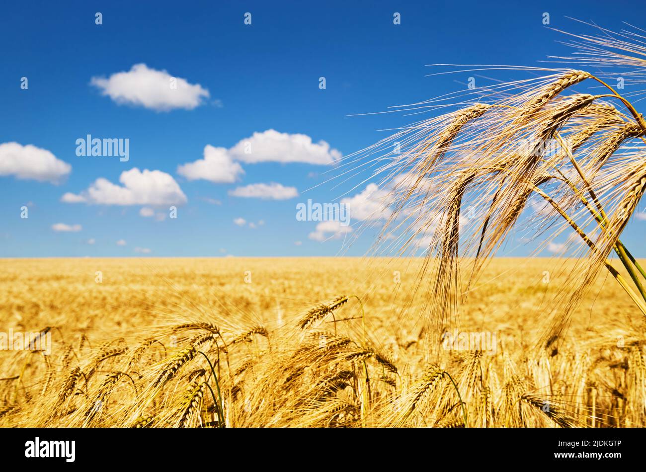 Champ de seigle doré sur ciel bleu en Bulgarie Banque D'Images