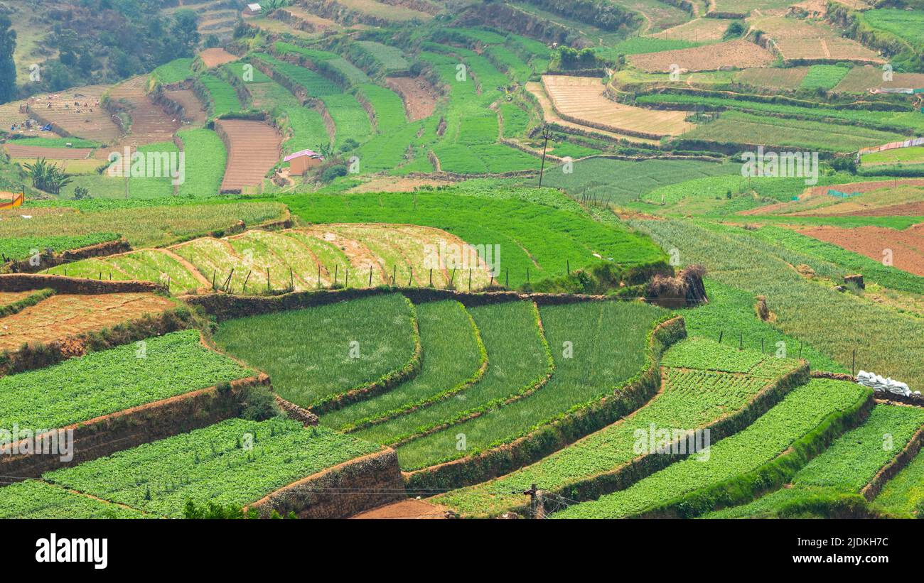 Vue sur les fermes mitoyennes depuis les collines de Palani, Poombarai, Kodaikanal, Tamilnadu, Inde. Banque D'Images