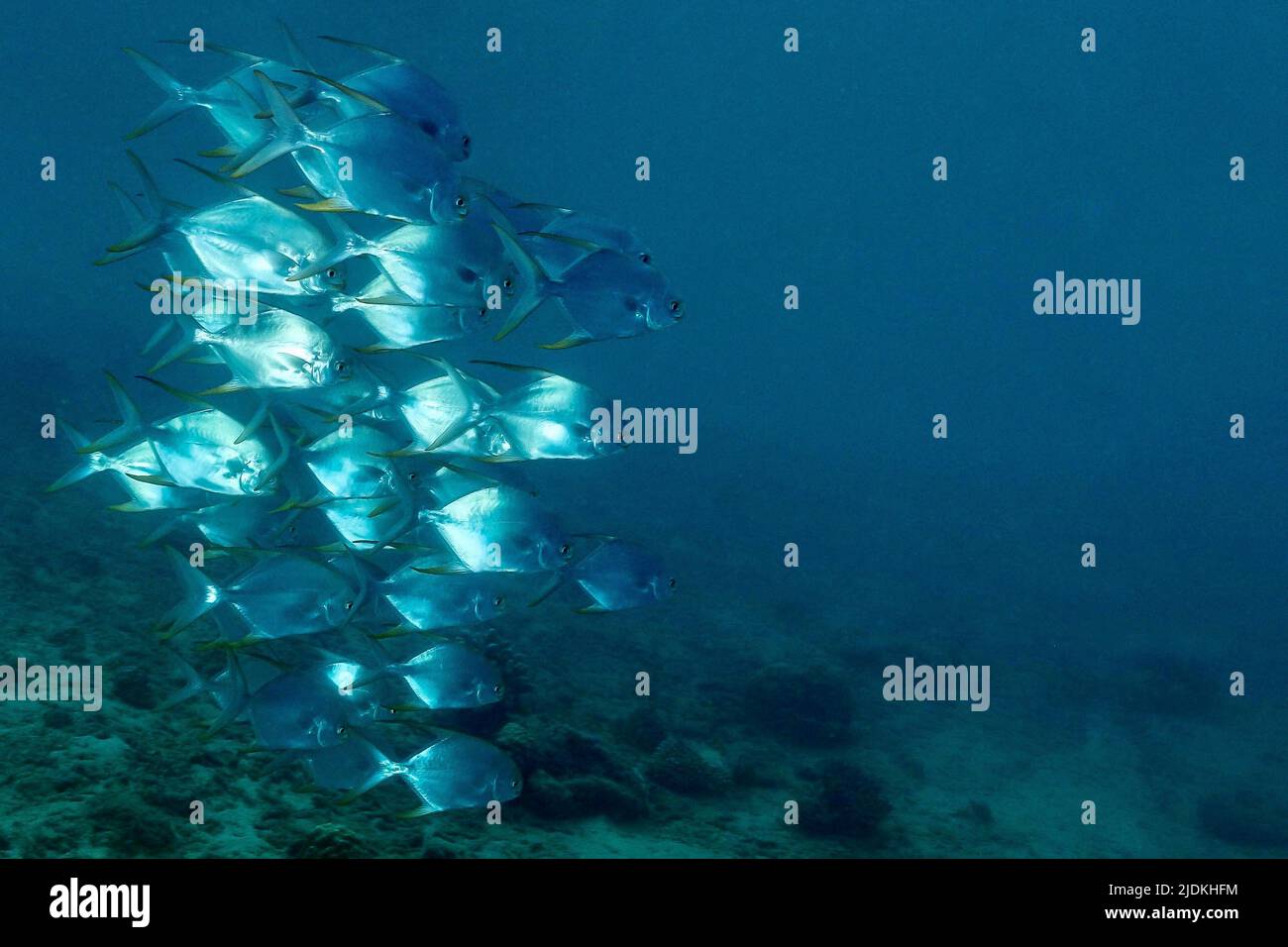 La vie sur le récif de Mayotte lagon océan Indien Banque D'Images