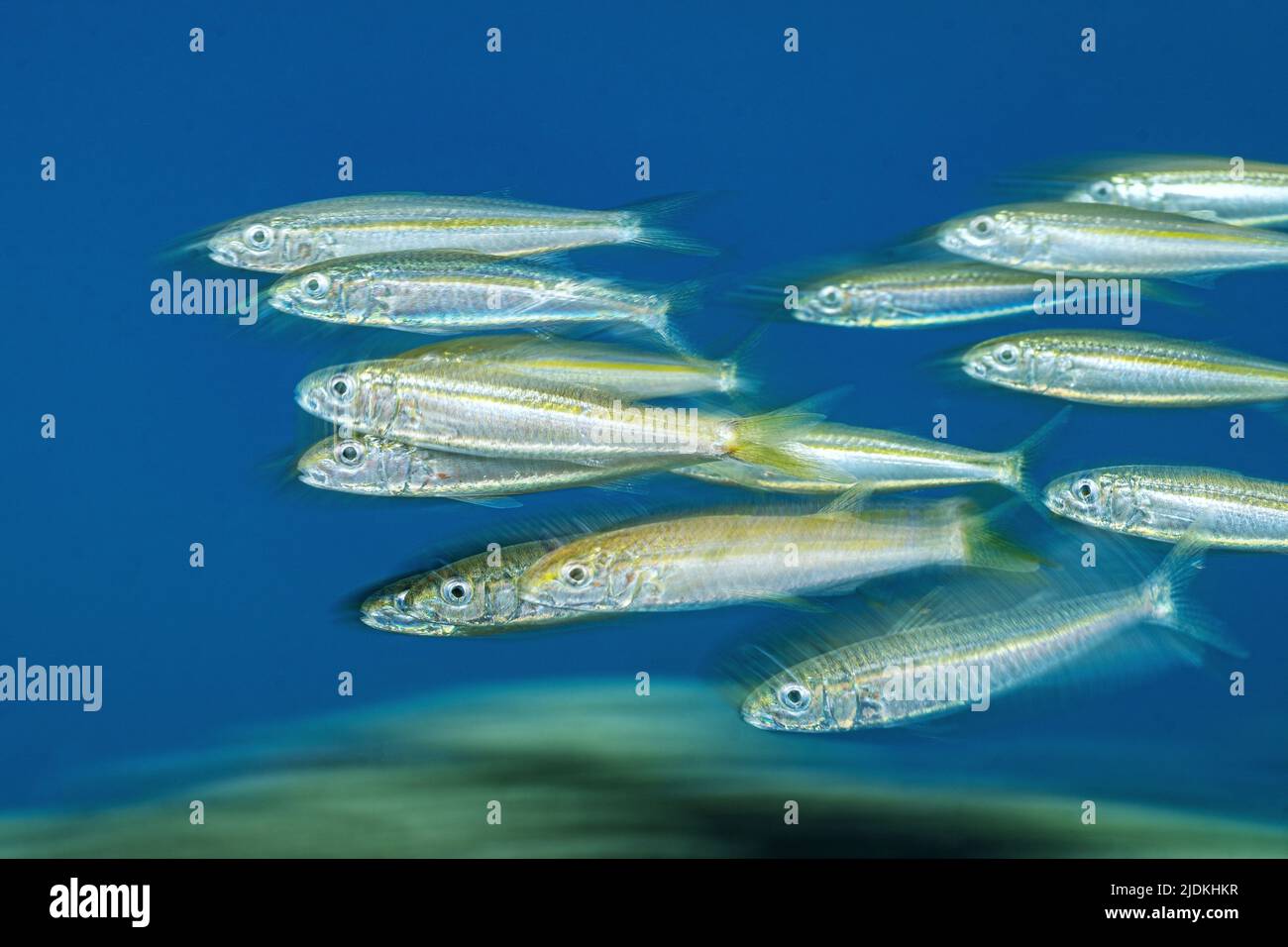 La vie sur le récif de Mayotte lagon océan Indien Banque D'Images