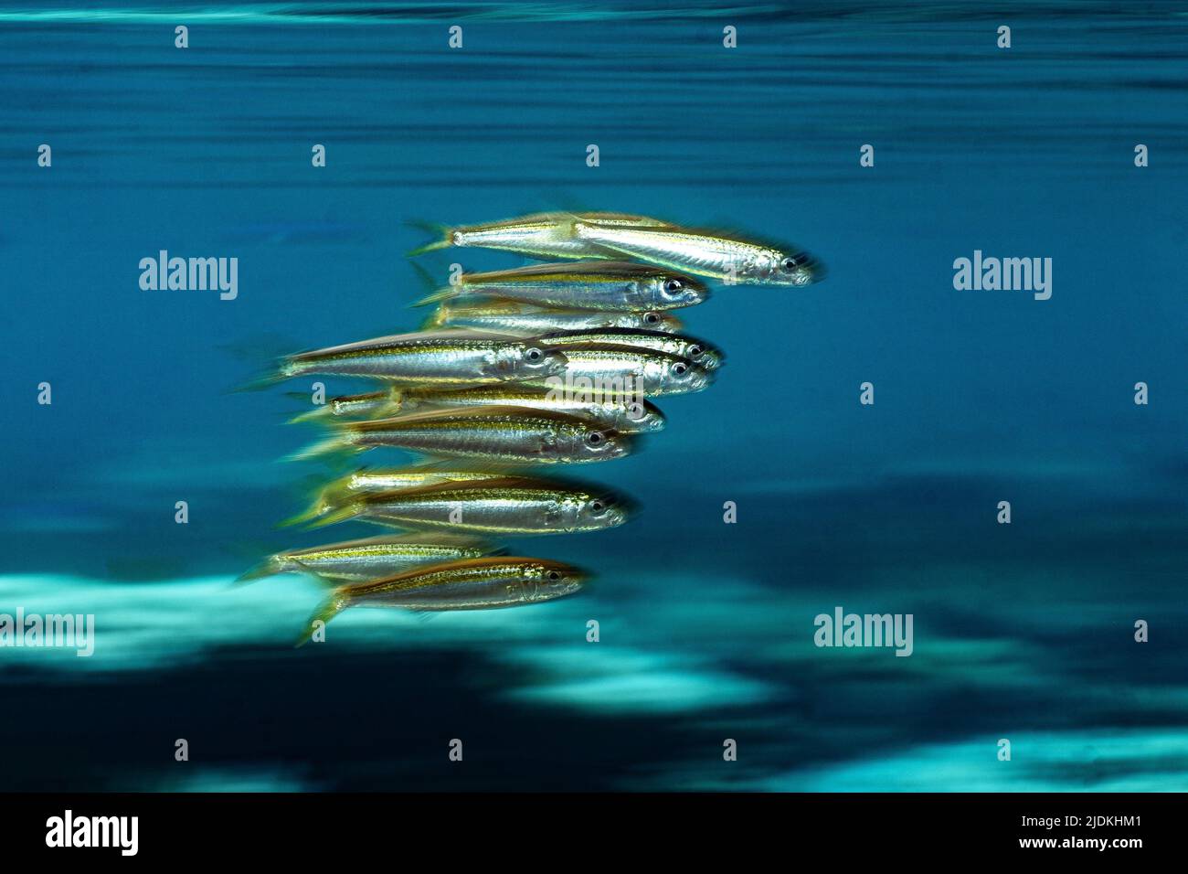 La vie sur le récif de Mayotte lagon océan Indien Banque D'Images