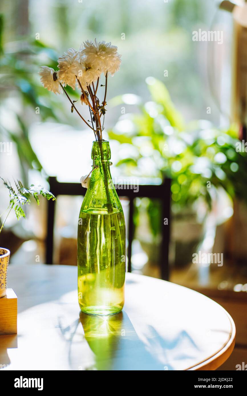 Composition du bouquet de chrysanthèmes de fleurs blanches en bouteille verte transparente près de la fougères sur table ronde le jour ensoleillé. Banque D'Images