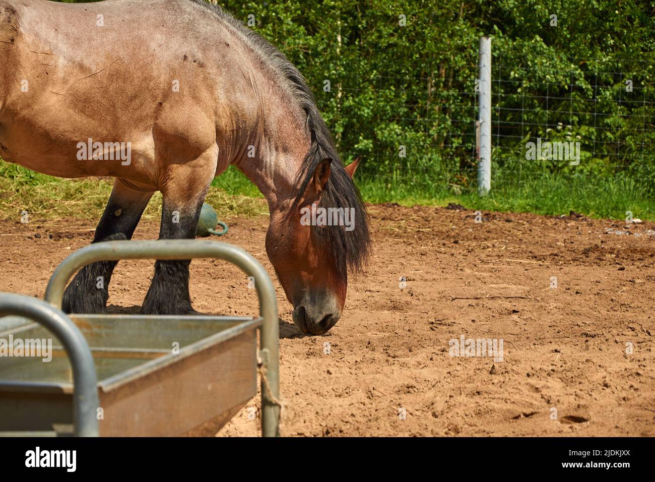 Brabanson, un cheval lourd belge. Portrait en gros plan Banque D'Images