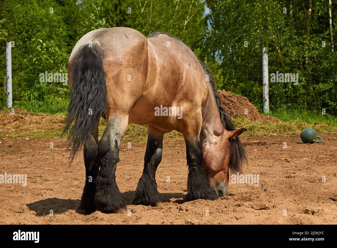 Brabanson, un cheval lourd belge. Portrait complet d'un cheval Banque D'Images
