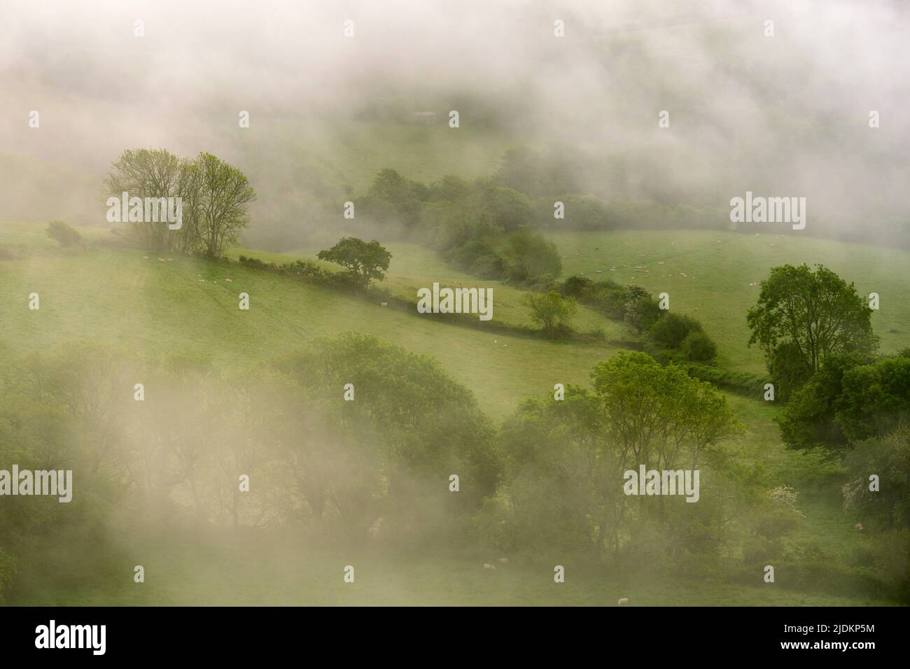 Arbres dans la brume - Symondsbury, Dorset, Royaume-Uni Banque D'Images