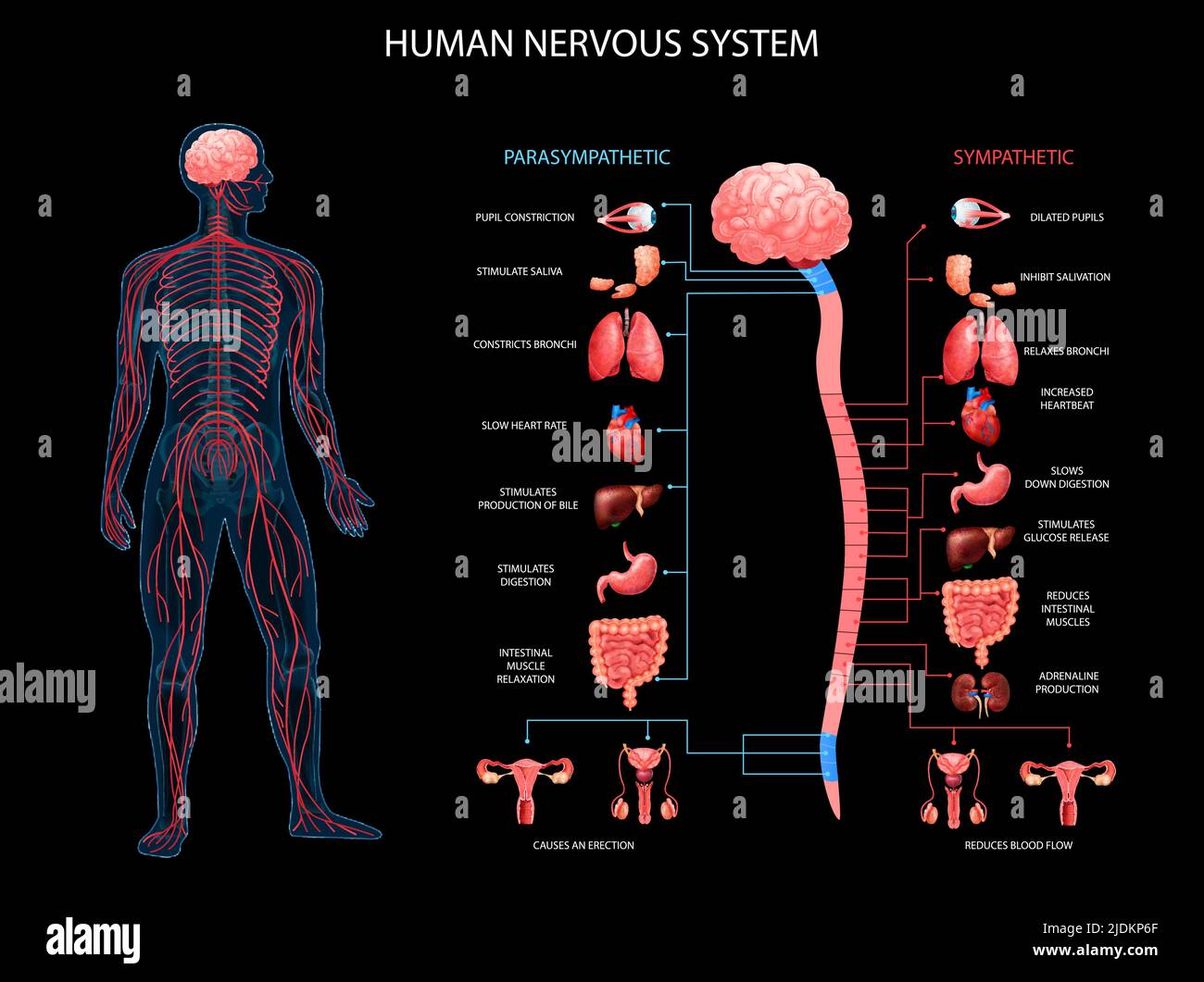 Système nerveux du corps humain cartes parasympathique avec organes réalistes représentation terminologie anatomique fond noir vecteur illustrati Illustration de Vecteur
