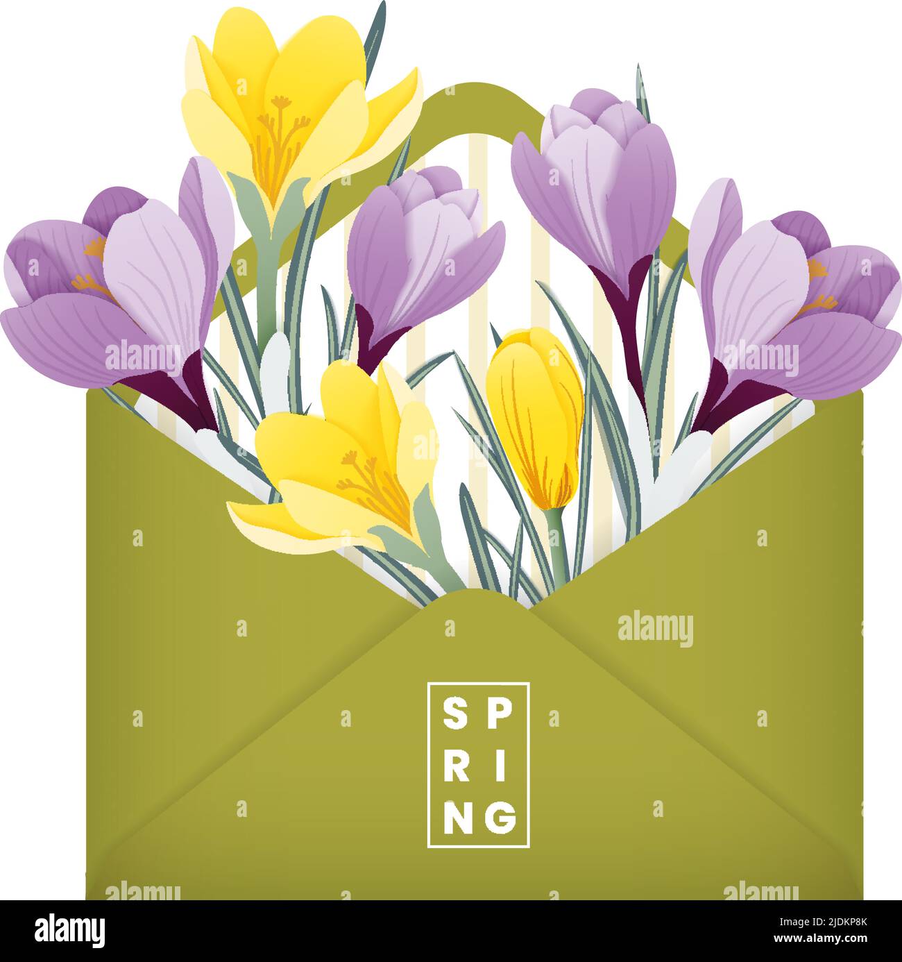Safran. Fleurs de montagne. Illustration du vecteur de ressort. Enveloppe remplie de fleurs de crocus jaune et violet. Illustration de Vecteur