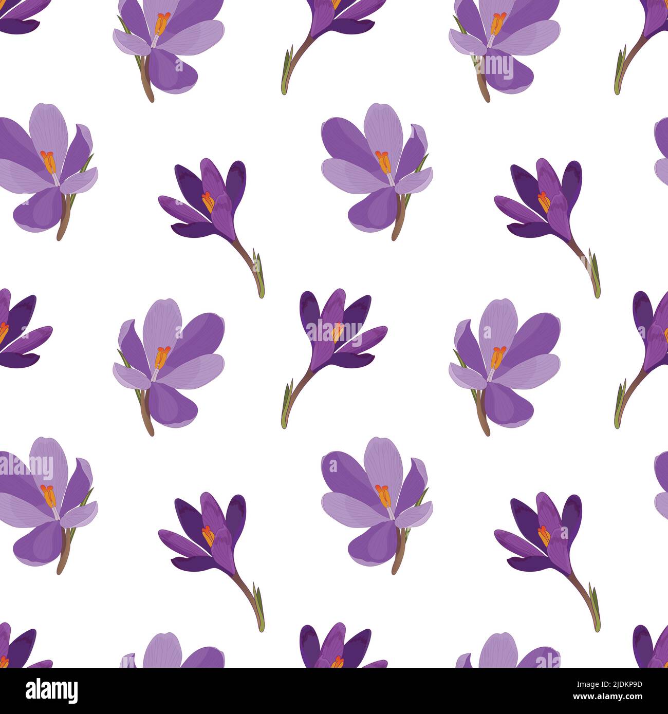 Safran. Motif sans couture avec fleurs de crocus violets sur fond blanc. Illustration de Vecteur
