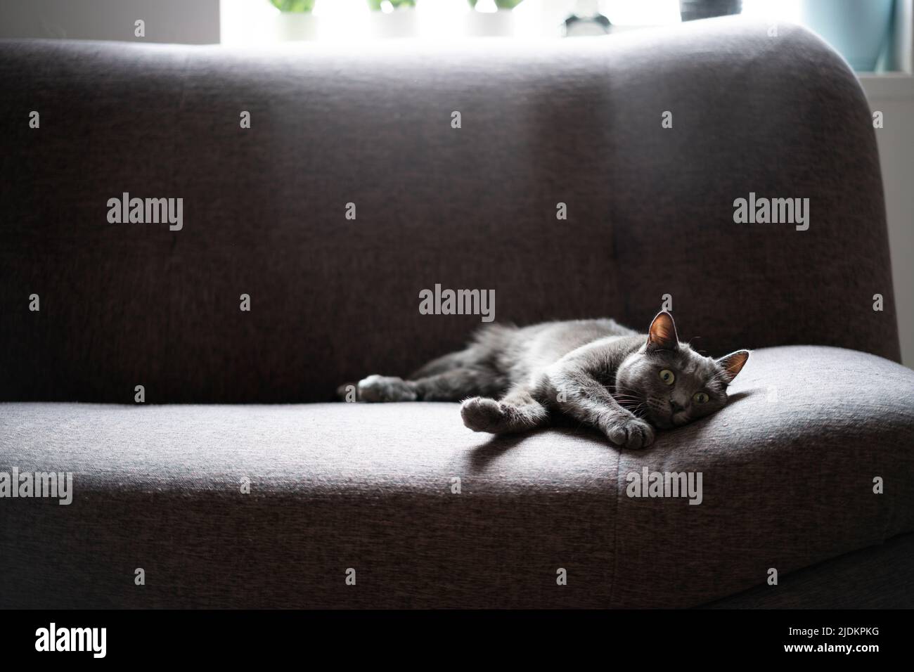 Un joli chat domestique gris est posé sur un canapé gris dans le salon avec. Animaux avec mobilier et décoration de maison style minimaliste. Banque D'Images