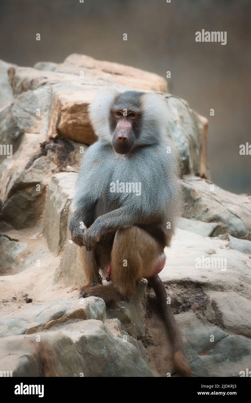 Babouin sur le rocher. Singes décontractés qui vivent dans l'association familiale. Grands singes. Photo d'animal de mammifère africain Banque D'Images